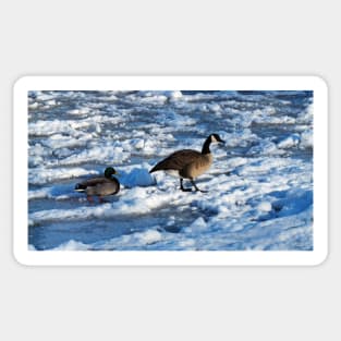 Mallard Duck and Canada Goose Going For A Walk In The Snow Sticker